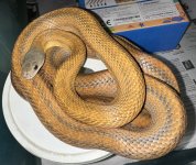 IMG_0931.jpeg