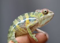 KingEverettxPandoraMale3.14.4.jpg