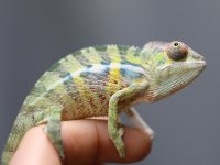 KingEverettxPandoraMale3.14.5.jpg