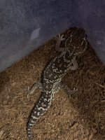 panthergecko.jpg