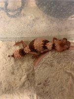 knobtailgecko2.jpg