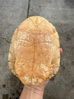 IMG_0262.jpeg