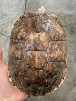 IMG_0261.jpeg
