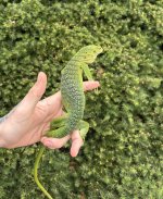 IMG_2144.jpeg