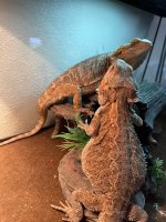 IMG_7306.jpeg