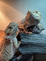 IMG_7301.jpeg