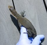 IMG_9668.jpg