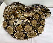 IMG_1922.jpeg
