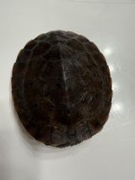 IMG_1641.jpeg