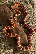 IMG_2410.jpeg