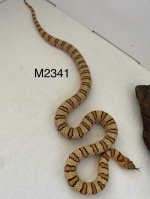 IMG_2341.jpg
