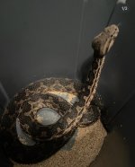 IMG_1445.jpeg