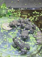 IMG_3175.jpeg