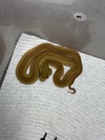 IMG_3298.jpeg