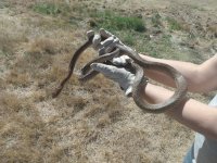 Western Coachwhip feamle Pic 1.jpg
