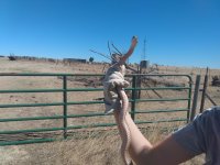 Western Coachwhip female Pic 2.jpg