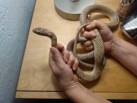 Western Coachwhip male.jpg