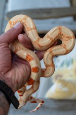 Female RC Pastel Kahl 4.14.26-1.jpg