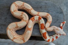 Female RC Pastel Kahl 4.14.26-2.jpg