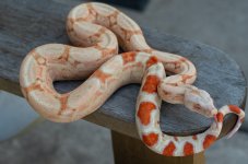 Female RC Pastel Kahl 4.14.26-3.jpg