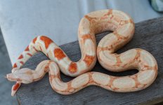 Female RC Pastel Kahl 4.14.26-4.jpg