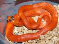 2025 Female Vanishing Pattern Hypo Honduran Milk twin #4 (4).JPG
