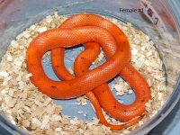 2025 Female Vanishing Pattern Hypo Honduran Milk twin #1 (2).JPG