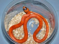 2025 Female Vanishing Pattern Hypo Honduran Milk twin #1 (5).JPG