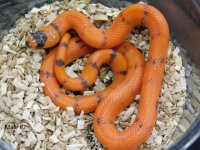 2025 Male #2 Vanishing Pattern Hypo Honduran Milk (1).JPG