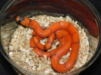 2025 Male #2 Vanishing Pattern Hypo Honduran Milk (3).JPG