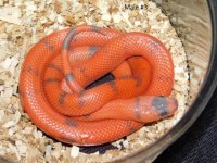 2025 Male #3 Vanishing Pattern Hypo Honduran Milk (1).JPG