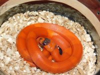 2025 Male #4 Vanishing Pattern Hypo Honduran Milk (2).JPG