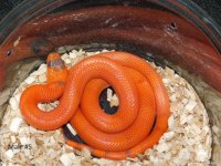 2025 Male #5 Vanishing Pattern Hypo Honduran Milk (1).JPG