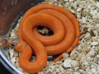 2025 Male #5 Vanishing Pattern Hypo Honduran Milk (2).JPG