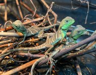 Group A Hatchlings.jpeg