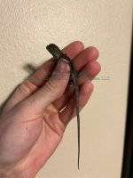 Group C Hatchling 2026.jpeg