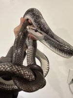 cb jan female 1.JPEG