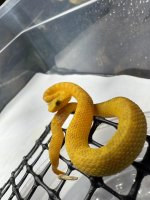 yellow female eyelash.jpg