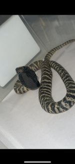 zebra spitter 1.jpg