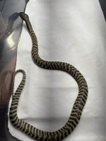 zebra spitter 2.jpg
