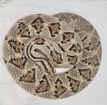Tzab adult female.jpg