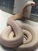 albino sputatrix.jpg