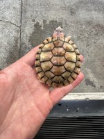 IMG_0269.jpeg