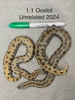 RSSBOc24.jpeg