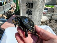 NA Turtle 01.jpg