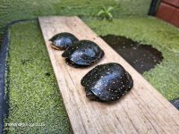 NA Turtle 02.jpg