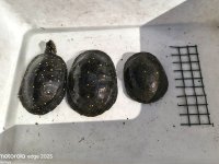 NA Turtle 03.jpg