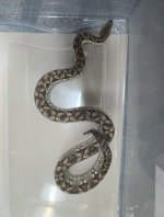 IMG_3833.jpeg