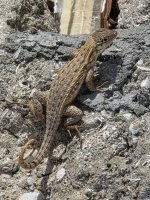 curly tailed lizard 01_sm.jpg