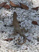 curly tailed lizard 02_sm.jpg